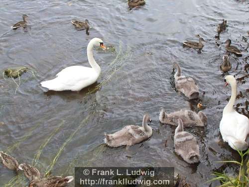 Swans and Cygnets